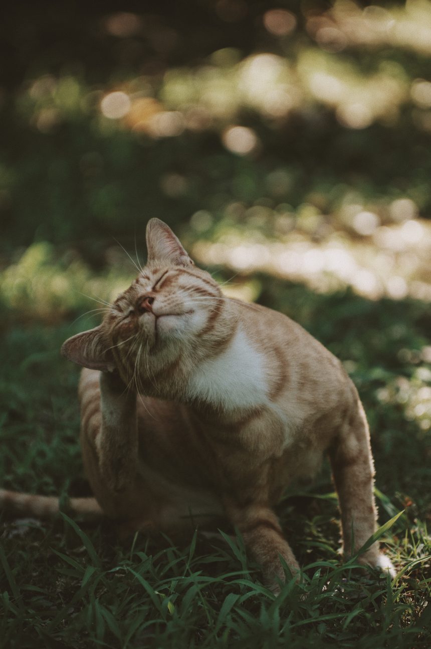 Suffer from mental fleas when you meditate?  Four points to encourage you from The Dalai Lama’s Cat.