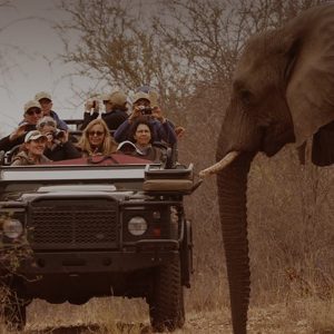 The Fascinating Science behind Mindful Safari