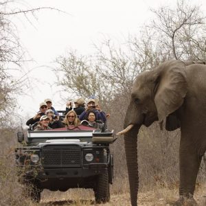 Mindful Safari – videos, pics and thoughts from our 2016 adventure