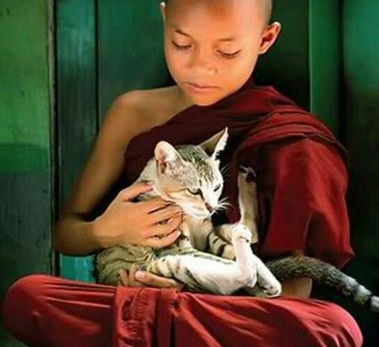 Can a human come back as a cat – and vice versa?  The Buddhist view.