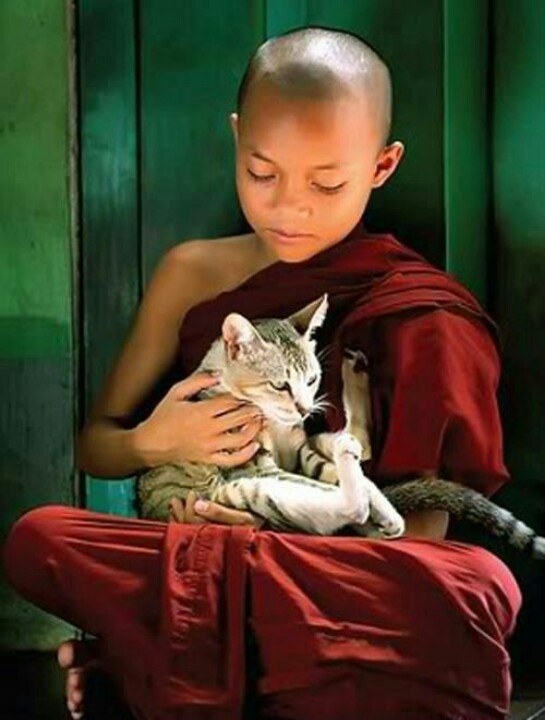 Can a human come back as a cat – and vice versa?  The Buddhist view.