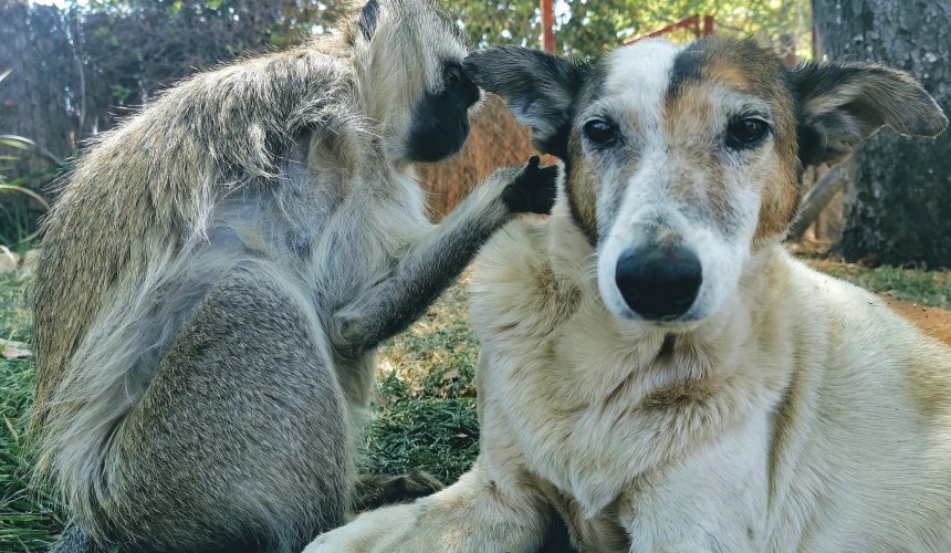 Twala Trust Animal Sanctuary – A Place to Call Home